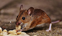 24 Hour & Emergency Exterminators in Cumberland, MD